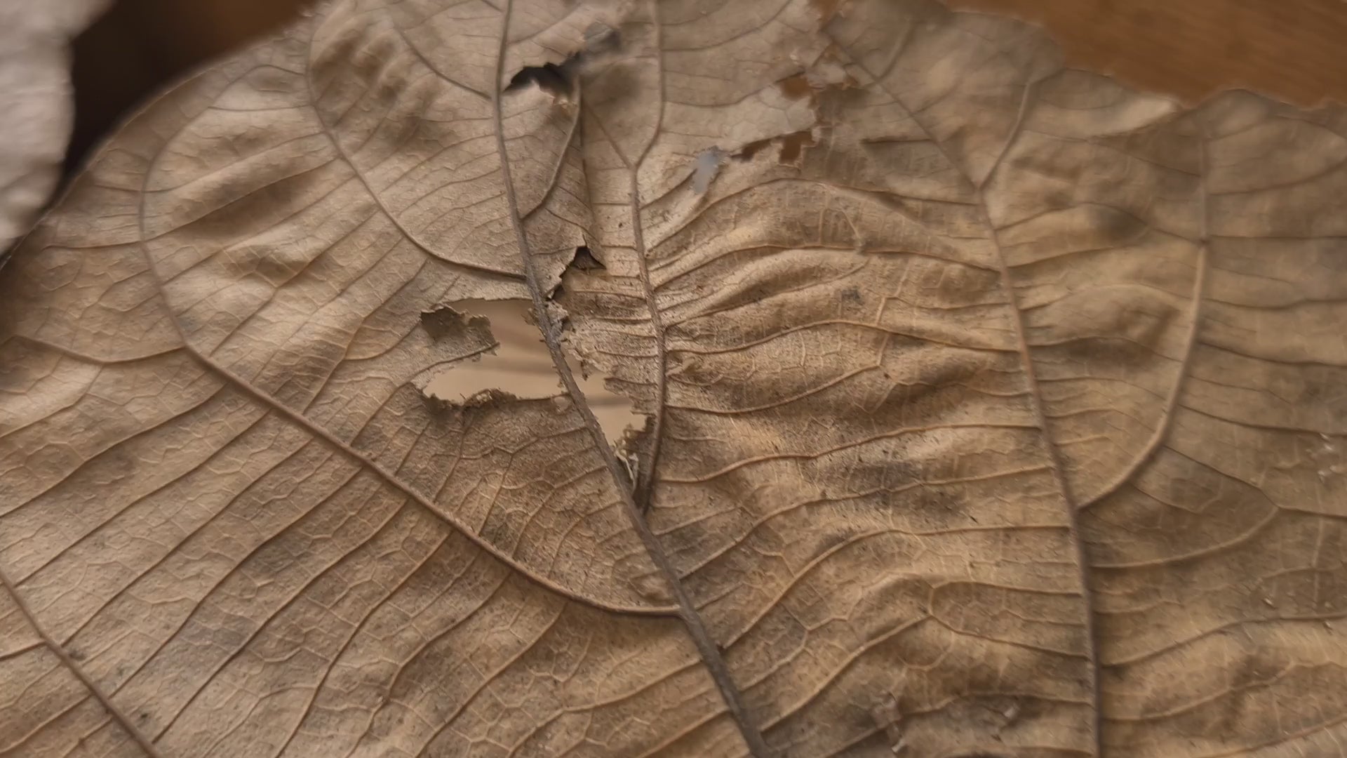 動画を読み込む: 